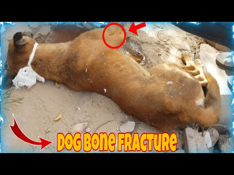 वीडियो: कुत्तों में टूथ फ्रैक्चर