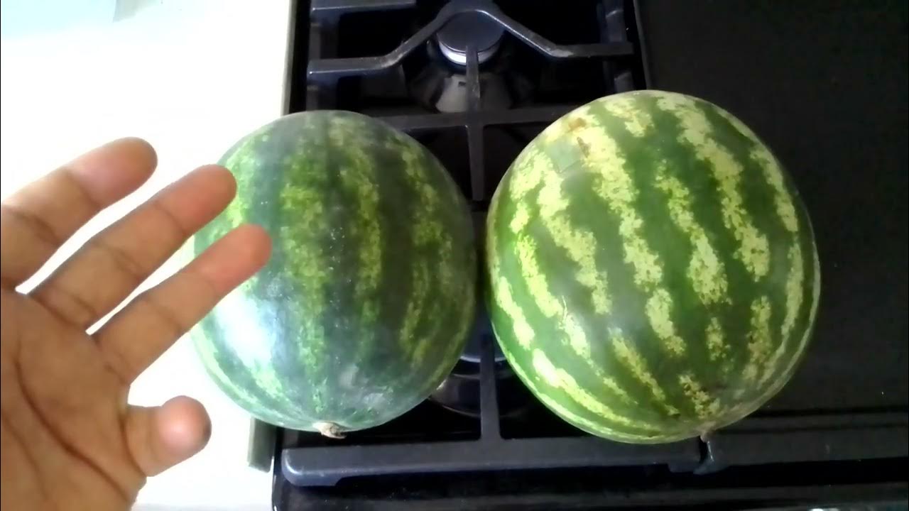Seeded vs Seedless Watermelons YouTube