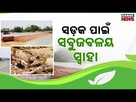 Development or Destruction? 700+ Trees Felled for Road Expansion – Odisha Cries!