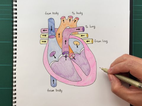 Drawing heart and Circulatory system วาดรูปหัวใจกับระบบการไหลเวียนเลือด