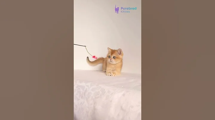 Video 8977231: shaded british shorthair kitten, british shorthair kittens cuddling, british shorthair golden kitten, britishshorthair