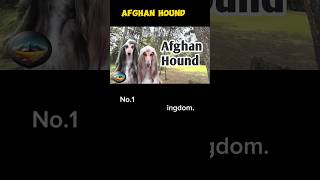 Afghan Hound #dogbreed