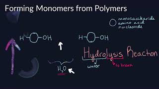 Making and Breaking Polymers from Monomers | Monomers and Polymers (Part 2)