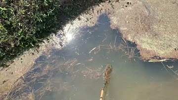 Kích toàn cá diếc trứng khi lấy nước đổ ải tràn ngập cánh đồng #kichca #kichcadientu