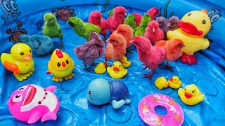 Menangkap Ayam Lucu, Bebek, Ayam Rainbow, Ayam Warna Warni, Ikan Hiu, Shark, Kelinci, Anak Bebek #12