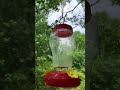 Where Are The Hummingbirds?