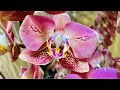 Сортовые орхидеи в Экофлоре. Леко Фантастик, Горизонт ... а какие приехали Башмаки !!!!!!)))