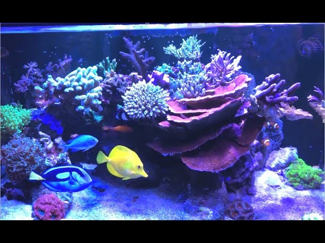 アクアリウム 500×295 珊瑚 巻貝 海藻 流木 枝珊瑚 【公式通販】