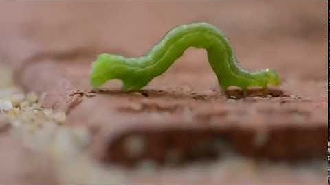 Inchworm robot built using Apitor - Apitor SuperBot Fans Contribution #7 Apitorを使用して作成した尺取り虫のロボットです