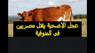 عجل أضحية يضحى بمصريين على طريق بالمنوفية