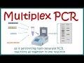 Multiplex pcr