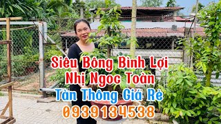 15/5🌼Siêu Bông Bình lợi, Nhị Ngọc Toàn, Tàn Thông Giá Rẻ.☎️0939134538. Trang