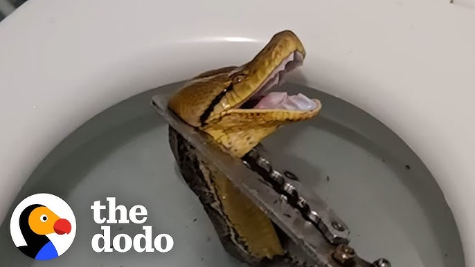 Man goes to bathroom, finds a massive snake waiting for him