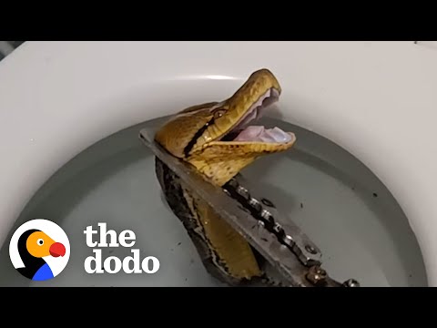 12 Foot Python Pops His Head Out From Someone's Toilet | The Dodo
