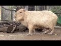 母さんダッシュ　大宮公園のカピバラたち の動画、YouTube動画。