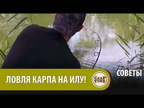 Видео: Ловим КАРПА летом на ИЛУ! СЕКРЕТЫ карпфишинга с Марком Питчерсом СОВЕТЫ