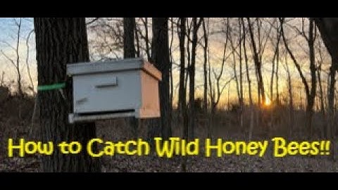 Catching Honey Bees with Empty Hives