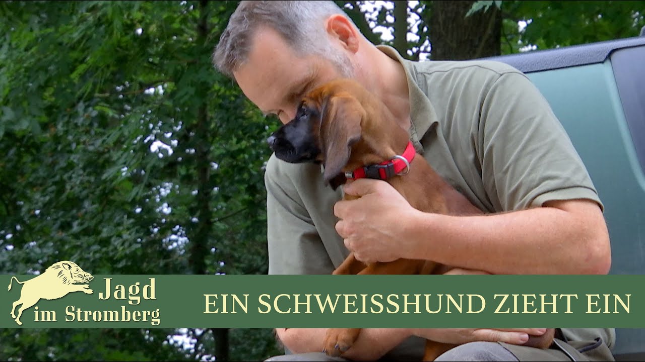 Ein Schweisshund zieht ein