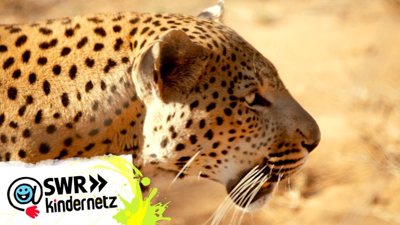 Leopard - Die Gefährliche Raubkatze / Dokumentation