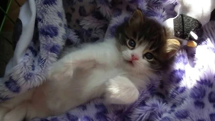 Watch the video about Siberian Cattery Daya Evita 27 d Lief!/Cute!