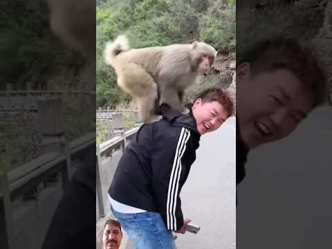The monkey and