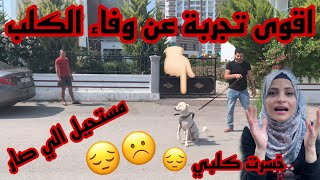 خسرت كلبي ☹️ اقوى تجربة عن وفاء الكلب ( مستحيل الي صار ) ام سيف