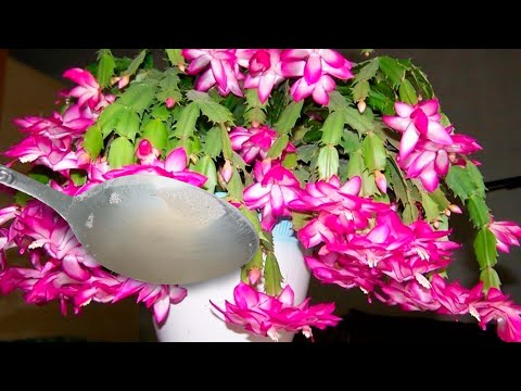 Video: De beste blomstene for hjemmet: en kort beskrivelse, navn og bilder, de mest upretensiøse typene, råd fra erfarne blomsterhandlere