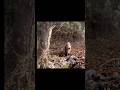【突進！！】切り替えしからの突進！！【狩猟】　#wildboar #罠猟　#イノシシ