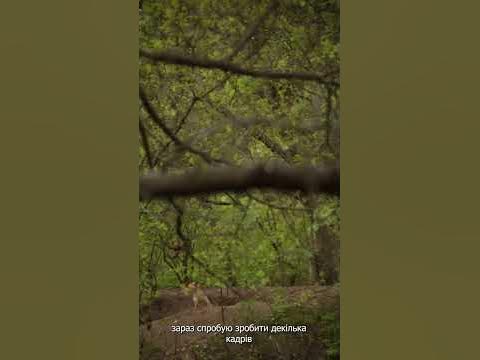 лисяча нора ч.1 - YouTube