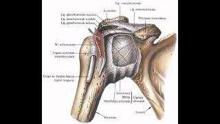 Соединение костей плечевого пояса и верхней конечности
