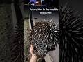 Australia is not for beginners top 5+5 reasons #shorts #youtubeshorts #australia