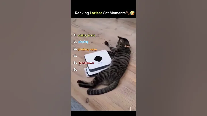 Watch the video about Ranking FUNNY LAZY Cat Moments🐾🤣#catvideos #animalshorts #funnyanimals #cats #shorts