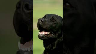 Black Labrador Retriever Barking #thenatureworlds #dog #dogs #animals #animal #happy #happiness