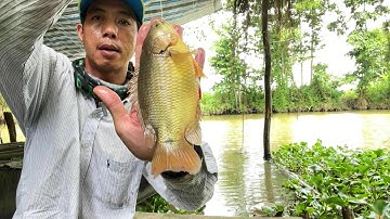 Kỷ Lục Mới.. Chinh Phục Cá Rô Khủng Ở Gốc Cây Ghe Lớn | Câu Cá Rô Đồng