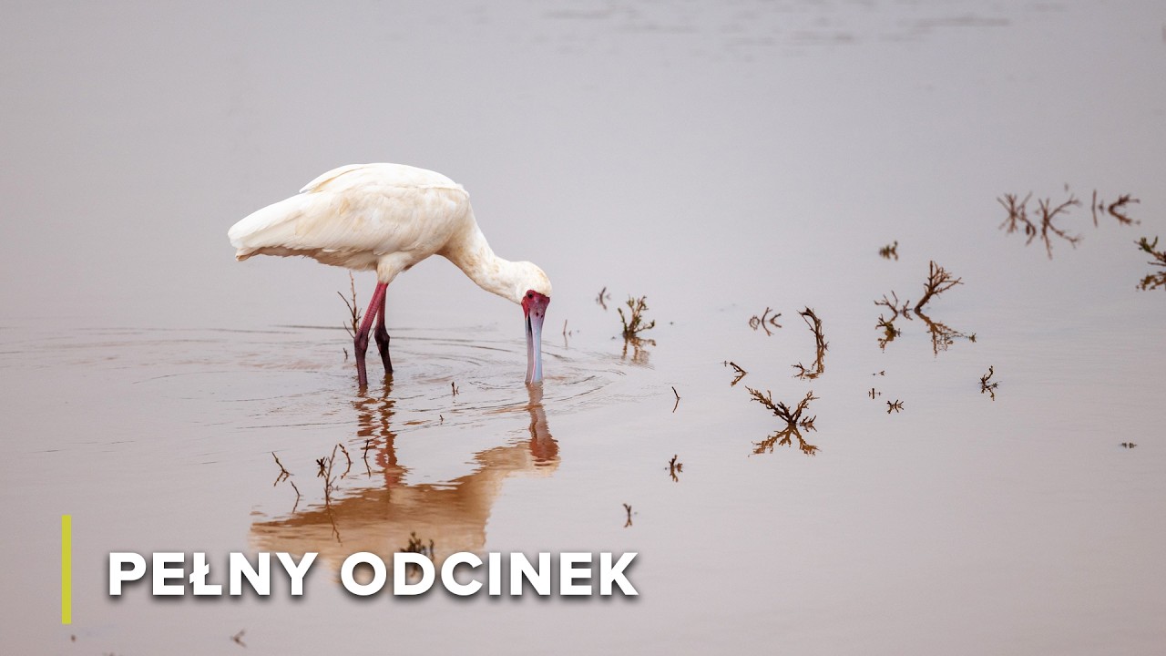 Bariera włóczni i ogrody w chmurach | Ukryte Królestwa Afryki 101 + 102