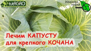 Чем обработать капусту от гусениц и блошек. Радикальное избавление капусты от вредителей.