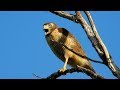 ROADSIDE HAWK singing (RUPORNIS MAGNIROSTRIS), GAVIÃO-CARIJÓ, Buteo desperate looking for food.