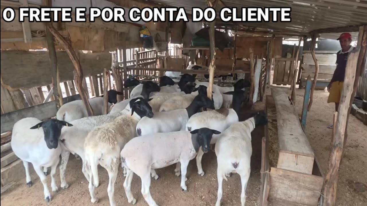 VISITA A CRIAÇÃO DE PARAIBA EM SANTA CRUZ DO CAPIBARIBE-PE 