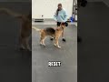 German Shepherd Learning to Skateboard Part 4 🐶🛹