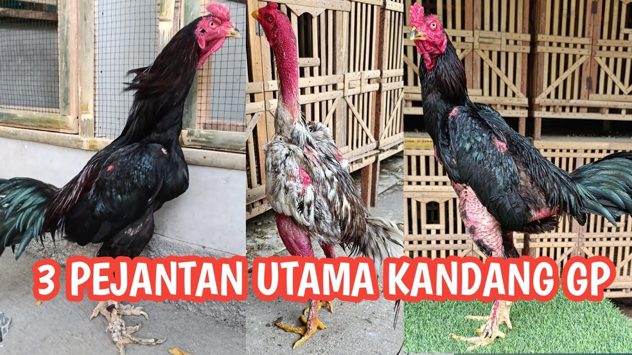 SPILL PEJANTAN PAKHOY