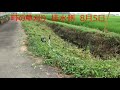 畦の草刈り　排水側　8月5日　マキタ草刈り機　22/08/07 Vol.2481
