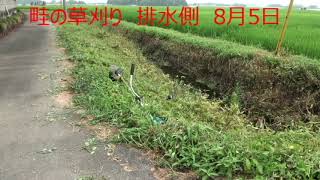 畦の草刈り　排水側　8月5日　マキタ草刈り機　22/08/07 Vol.2481
