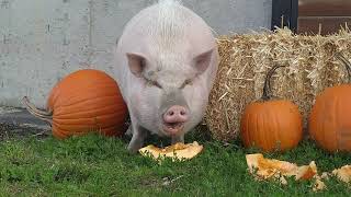 Adoptable Pigs Bc Spca