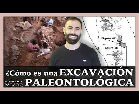 Video: ¿Cómo excavan los paleontólogos los fósiles?