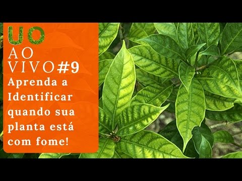 UOAoVivo#09: Aprenda a identificar quando sua planta está com fome!