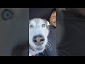 Mein Husky meckert die Mitarbeiter an 😳👀