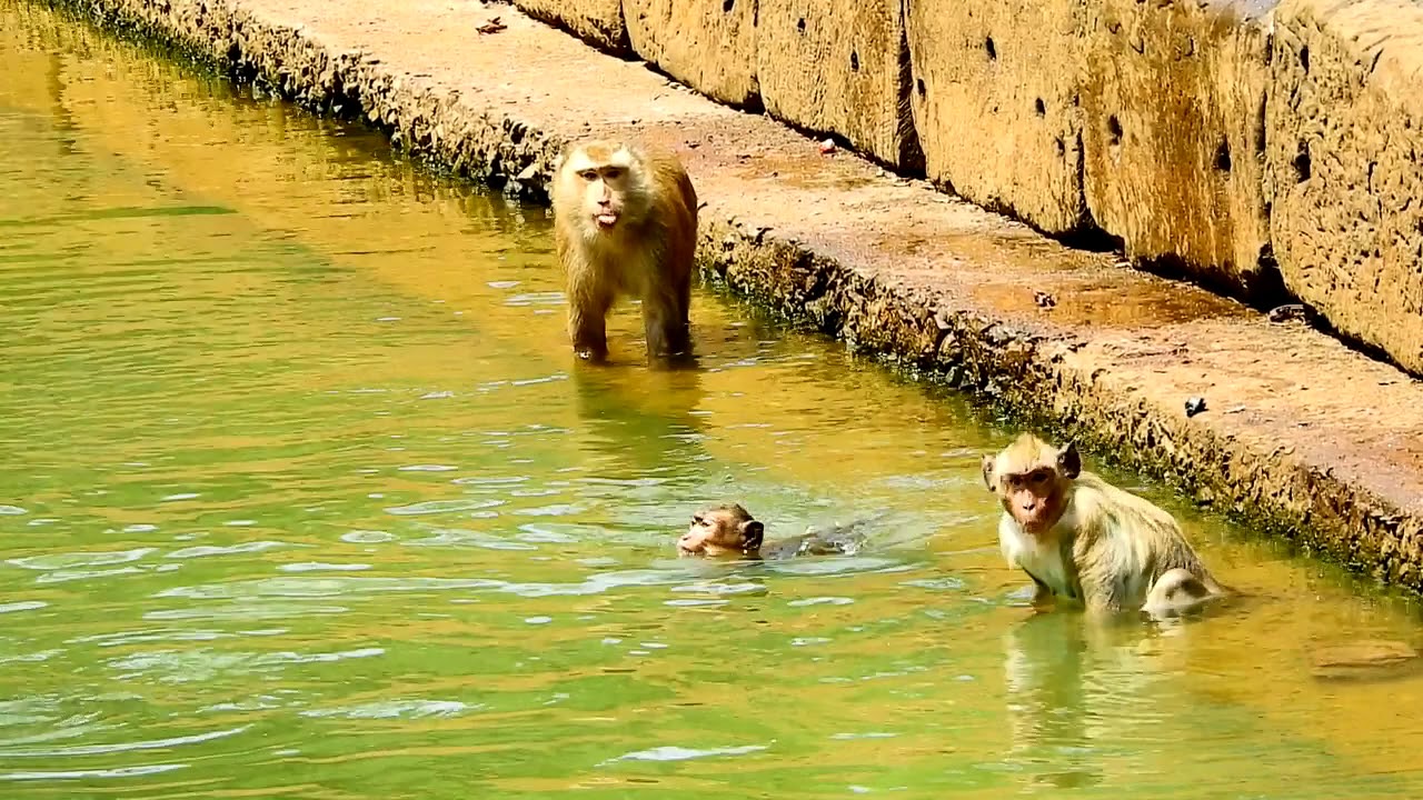 monkey love band Happy monkey , Sunny is Very hot Monkey go Swimming and Exemption in the pool