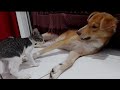 Fith... Mya x Chico novamente 😂 #pets #youtube #animals