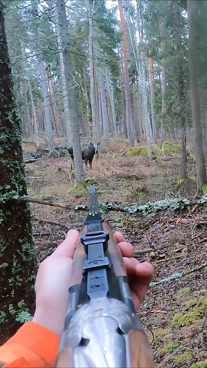 CLOSE UP MOOSE HUNTING 2025