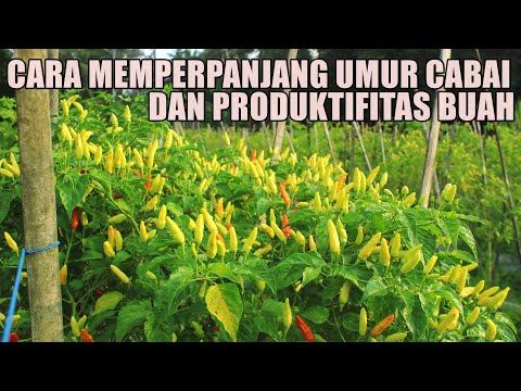 Video: Cara Memperpanjang Umur Pohon